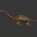 Turtle Skeleton With Detailed Bone Structure And Natural Lifelike Posture