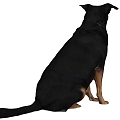 Modern Dog Animal Dog 3d model