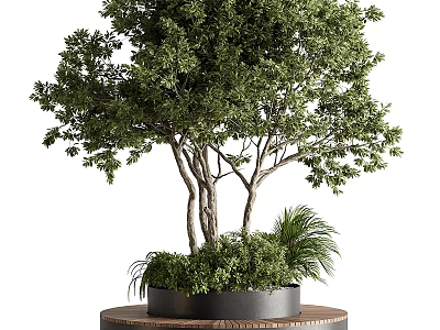 Elegant Bonsai Potted Plant With Shaped Branches And Lush Green Leaves On Wooden Base 3d model