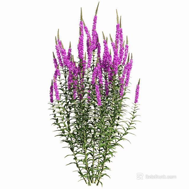 Vibrant Purple Flowers With Green Stems In Natural Garden Plant 3d model 