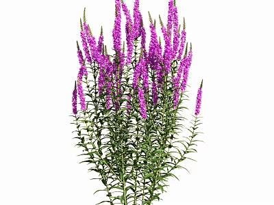 Vibrant Purple Flowers With Green Stems In Natural Garden Plant 3d model