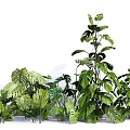 Lush Green Tropical Plants With Various Large Leaves And Dense Foliage