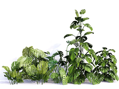 Lush Green Tropical Plants With Various Large Leaves And Dense Foliage 3d model