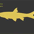 Realistic Silver Orange Fish with Detailed Fins and Tail on Gray Reflective Background