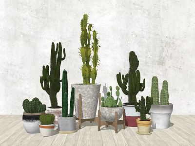 Cactus Potted Plants In Various Pots On Wooden Floor Against White Wall 3d model