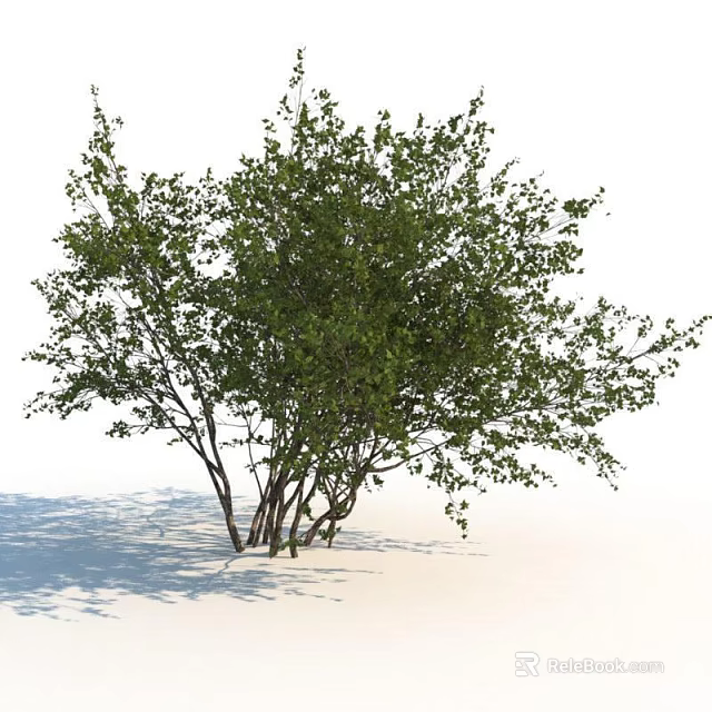 Lush Green Shrub With Multiple Trunks And Fresh Leaves On White Background 3d model