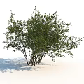 Lush Green Shrub With Multiple Trunks And Fresh Leaves On White Background 3d model