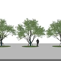 Three Trees in a Row with a Person Standing Next to the Middle One