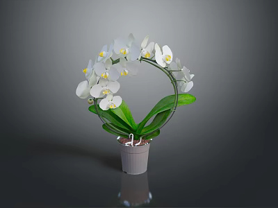 Decorative White Orchid Plant Arranged in Circular Shape with Green Leaves in Gray Pot 3d model