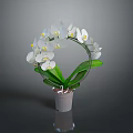 Decorative White Orchid Plant Arranged in Circular Shape with Green Leaves in Gray Pot