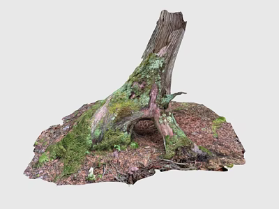 Decaying Arbor Stump Covered With Lush Green Moss And Scattered Fallen Leaves 3d model
