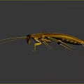 Detailed View Of Realistic Brown Cockroach With Long Antennae On Dark Background