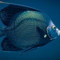 Dark blue angelfish with scaled body and yellow eye markings swimming in deep ocean waters