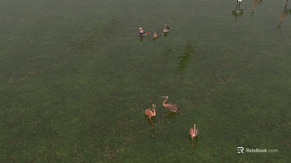 Colorful Water Birds Of Various Sizes Floating On Green Algae Covered Water Surface 3d model 