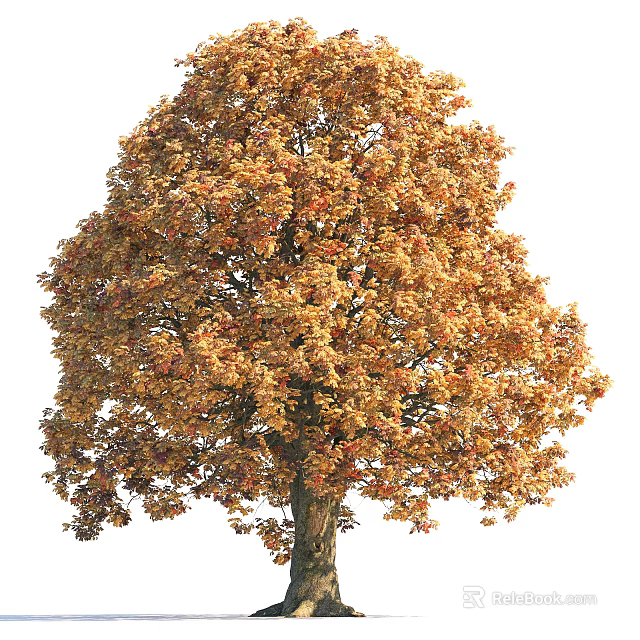 Vibrant Deciduous Tree With Golden Yellow Leaves And Tall Canopy In Autumn 3d model 