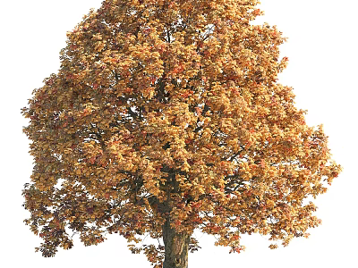 Vibrant Deciduous Tree With Golden Yellow Leaves And Tall Canopy In Autumn 3d model