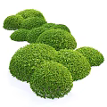 Lush Green Round Shaped Bushes With Dense Foliage Arranged In A Row