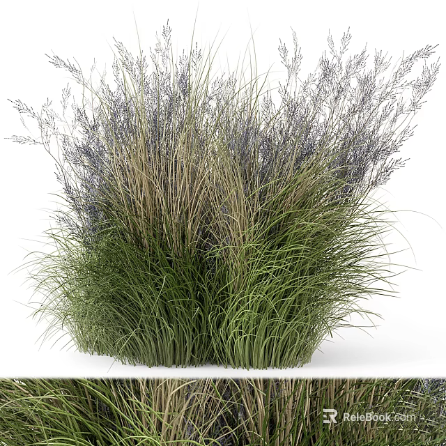 Ornamental Grasses With Green Leaves And Purple Flower Spikes For Garden Decoration 3d model 