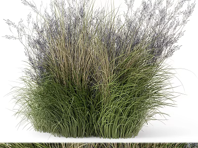 Ornamental Grasses With Green Leaves And Purple Flower Spikes For Garden Decoration 3d model