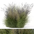 Ornamental Grasses With Green Leaves And Purple Flower Spikes For Garden Decoration