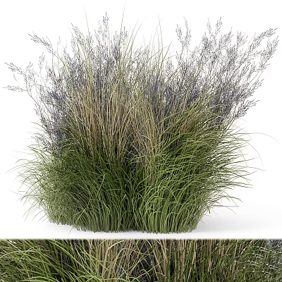 Ornamental Grasses With Green Leaves And Purple Flower Spikes For Garden Decoration 3d model