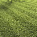 Lush Green Grass Field Basked In Warm Sunlight With Tree Shadows