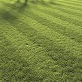 Modern Lawn Lawn Grass 3d model