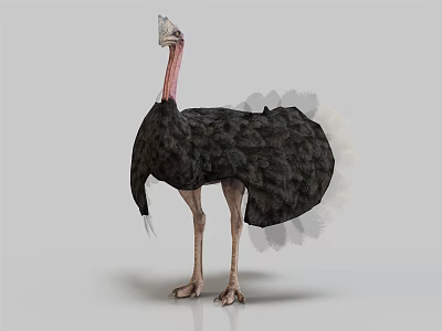 Tall Ostrich with Black Feathers and Pink Neck Standing on Gray Background 3d model
