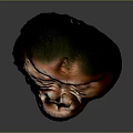 Ancient Hominid Head Model With Detailed Facial Features And Scientific Reconstruction