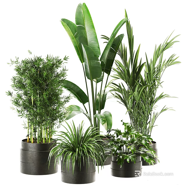 Bonsai Potted Plants Collection With Various Green Leafy Species In Decorative Pots 3d model 