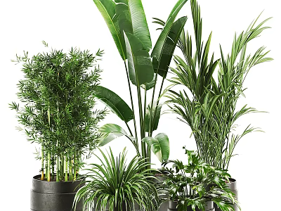 Bonsai Potted Plants Collection With Various Green Leafy Species In Decorative Pots 3d model
