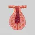 3D Medical Device Model of Organ Structure With Internal Drug Delivery Particles