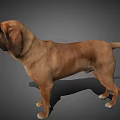 Brown Large Dog Standing With Floppy Ears On Gray Background 3d model