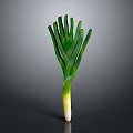 Fresh Green Leek With Vibrant Leaves And White Root On Dark Background