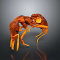 3D Rendered Orange Ants Interacting On Dark Background With Detailed Texture And Reflection