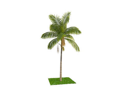 Tall Arbor With Lush Green Palm Leaves And Straight Trunk On Green Grass Base 3d model