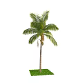 Tall Arbor With Lush Green Palm Leaves And Straight Trunk On Green Grass Base