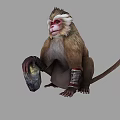 Red Faced Monkey With White Eyebrows Sitting Holding Stone And Decorative Arm Ankle Bands