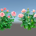 Vibrant Pink Rose Flowers With Lush Green Leaves In Garden