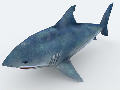 Realistic 3D Shark Model With Blue Gray Skin And Open Mouth 3d model