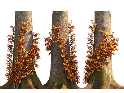 Tall Thick Tree Trunks With Climbing Orange And Yellow Autumn Leaves 3d model