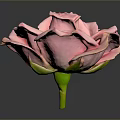 Beautiful Pink Rose with Fresh Petals and Water Droplets on Gray Background