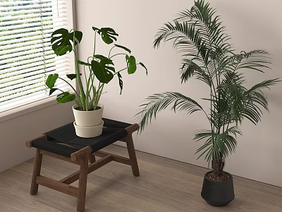 Indoor Monstera And Palm Plants In White And Black Pots On Wooden Stool 3d model