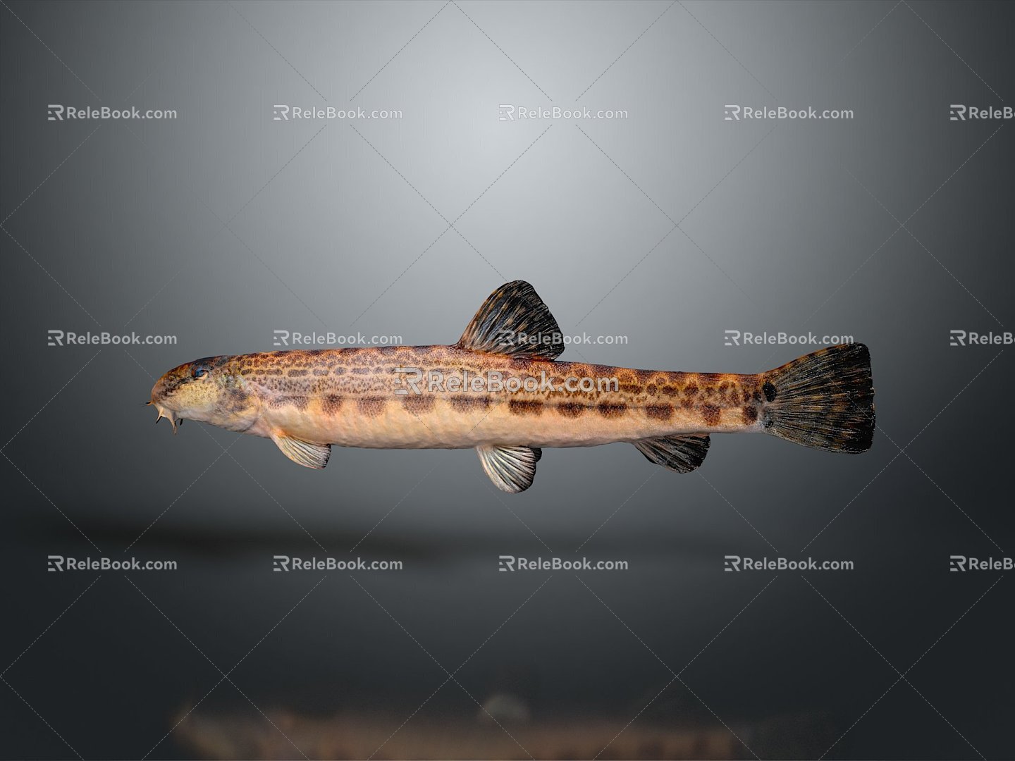 Japanese Striped Misgurnus anguillicaudatus Inner Mongolia Loach Cyan Misgurnus anguillicaudatus Large Scale Misgurnus anguillicaudatus Pseudo Autumn Two-Color Middle Misgurnus anguillicaudatus 3d model