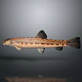 Spotted Aquatic Animal Fish with Brown and Black Patterns Swimming on Gray Background