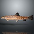 Japanese Striped Misgurnus anguillicaudatus Inner Mongolia Loach Cyan Misgurnus anguillicaudatus Large Scale Misgurnus anguillicaudatus Pseudo Autumn Two-Color Middle Misgurnus anguillicaudatus 3d model