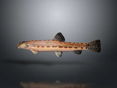 Spotted Aquatic Animal Fish with Brown and Black Patterns Swimming on Gray Background 3d model
