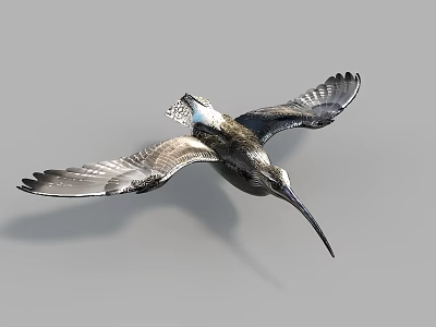 Flying Bird With Long Beak And Spread Wings Against Gray Background 3d model