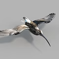 Flying Bird With Long Beak And Spread Wings Against Gray Background