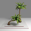 Two Palm Trees With Tall Straight And Short Curved Trunks Green Fronds On White Platform